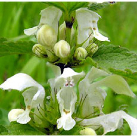 WHITE NETTLE LEAVES