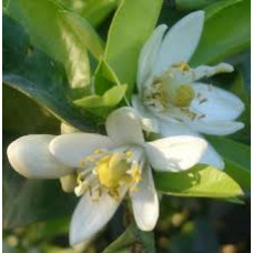 Neroli Essential Oil (India)