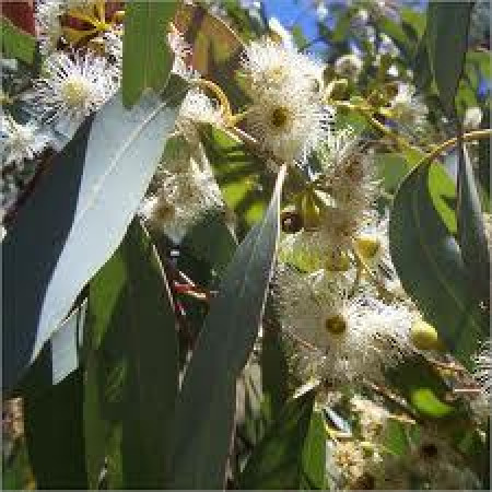 H2O Eucalyptus Essential Oil (Radiata)