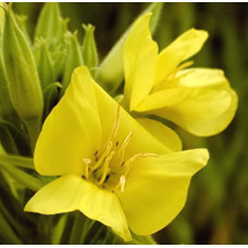 Evening Primrose Oil