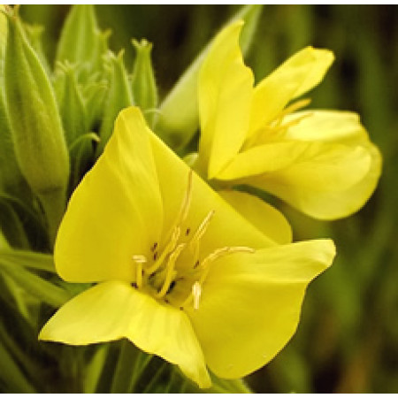 Evening Primrose Oil