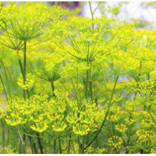 Fennel Essential Oil (Austria) ORGANIC