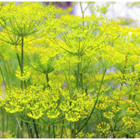 Fennel Sweet Hydrosol Water (CANADA)