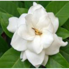 Gardenia Fragrant Oil