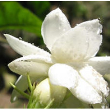 Jasmine Gradiflorum Floral Water