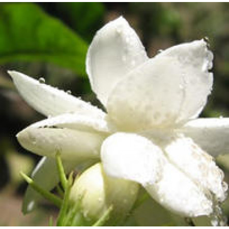 Linan Spray Jasmine