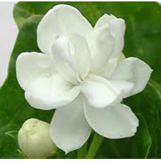 H2O Jasmine Gradiflorum Oil (India)