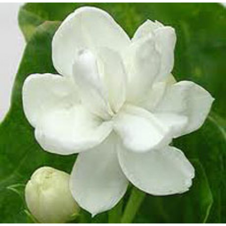 H2O Jasmine Gradiflorum Oil (India)