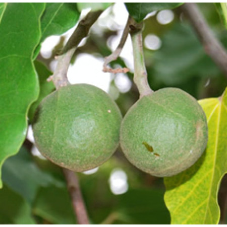 Kukui Nut Oil Unrefined