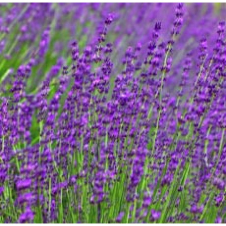 Linen Spray Lavender