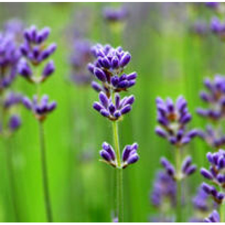 Lavender Essential Oil 40/42