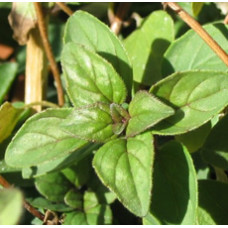 Marjoram Essential Oil (Spain)