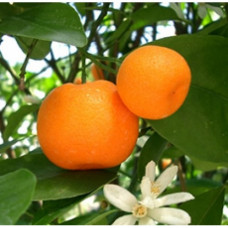 Mandarin Essential Oil (Italy)