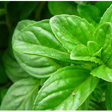 Peppermint Floral Water