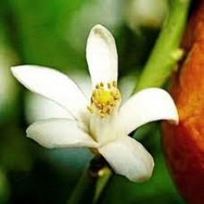 Neroli Essential Oil (Wild Crafted)