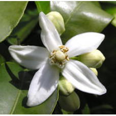 Neroli Fragrance Oil