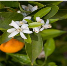 Orange Flower Absolute