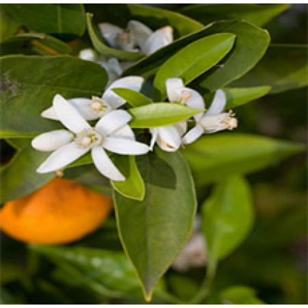 Orange Flower Absolute