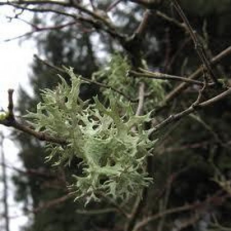 OAKMOSS CUT & SIFTED