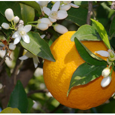 Orange Essential Oil