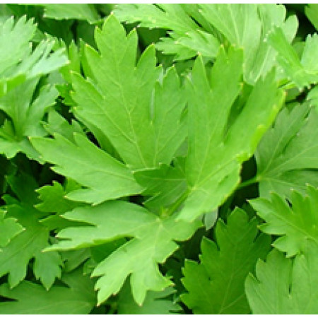 Parsley Essential Oil (INDIA)