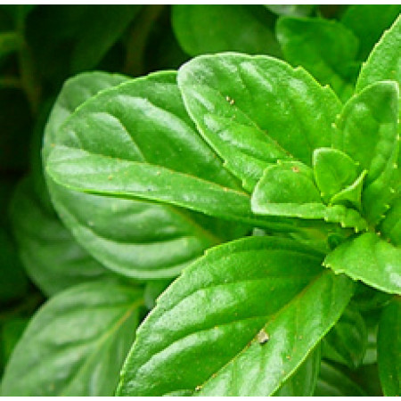 Peppermint Essential Oil (INDIA)