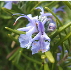 Rosemary Floral Water