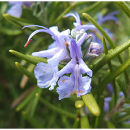 Rosemary Floral Water