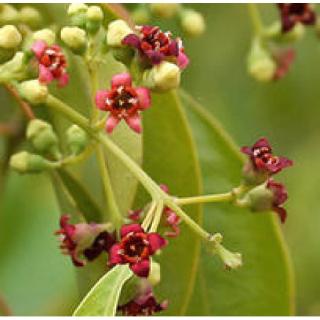 Sandalwood Floral Water (Maysore)