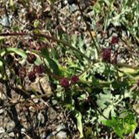 SANICLE HERB CUT AND SIFTED