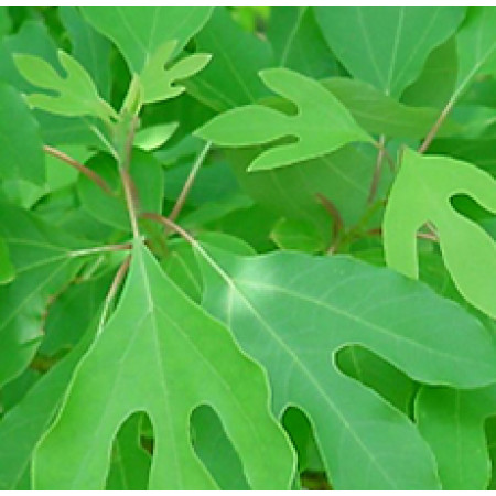 SASSAFRAS LEAVES CUT AND SIFTED