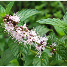 Spearmint Essential Oil