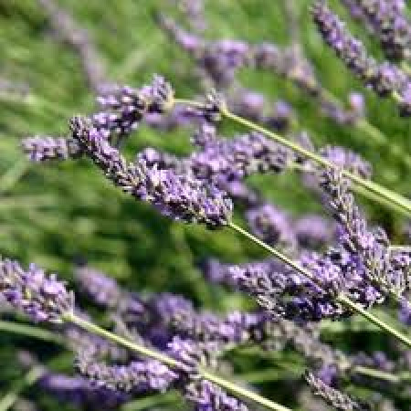 H2O Lavender Spike Essential Oil