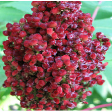 SUMAC BERRY WHOLE