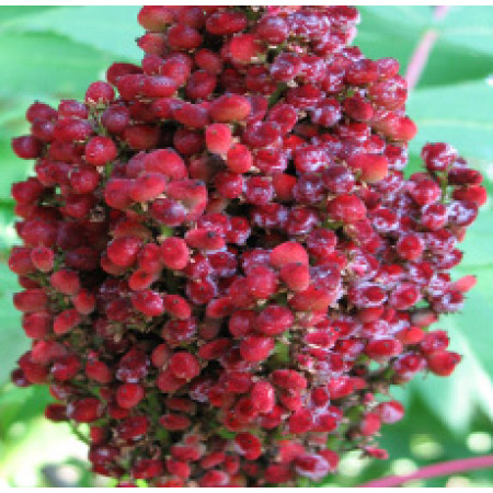 SUMAC BERRY WHOLE