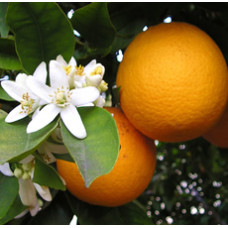 Tangerine Essential Oil