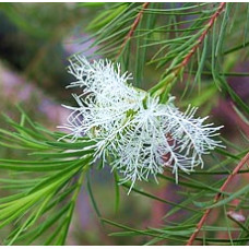 Tea tree Essential Oil