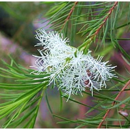 Tea tree Essential Oil