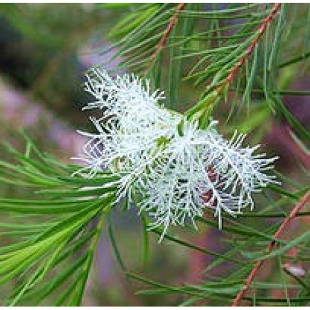 Tea Tree Floral Water