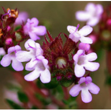 Thyme Red Essential Oil