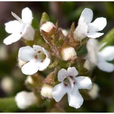 Thyme White Essential Oil