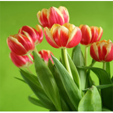 Tulip Absolute Oil