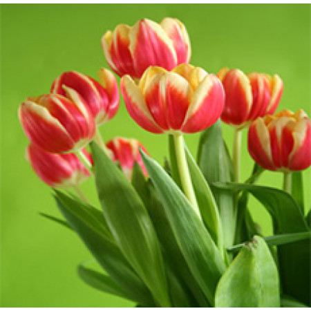 Tulip Absolute Oil