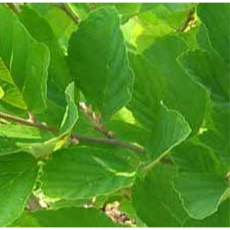 WITCH HAZEL LEAVES