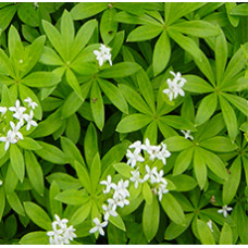 WOODRUFF HERB