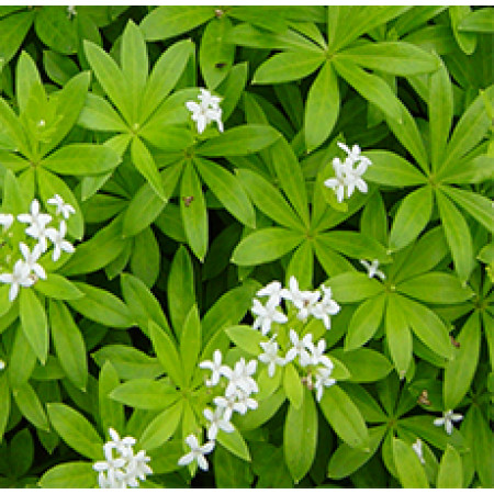 WOODRUFF HERB